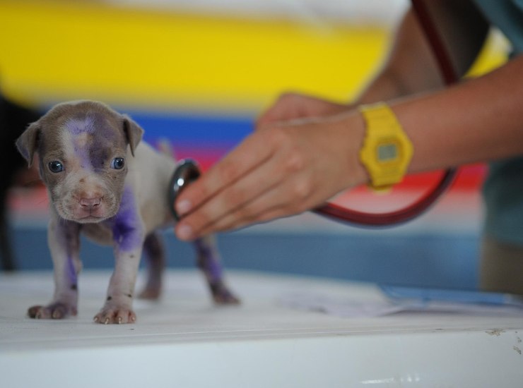 novità per chi ha cani e gatti