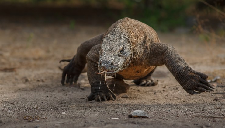 "Sembra un dinosauro, si è mangiata un bufalo intero": Ecco la lucertola più grande al mondo