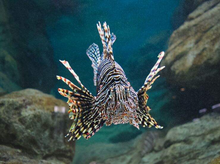 pesce scorpione - Facebook - c4comic.it