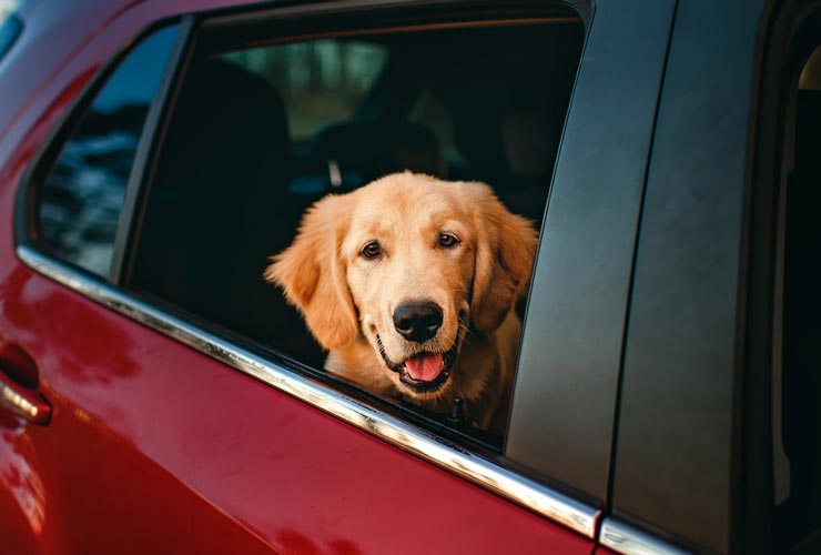 Cane-in-automobile-Foto-di-Helena-Lopes-da-Pexels-C4Comic
