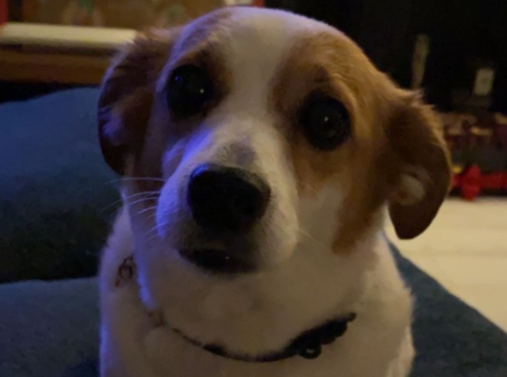 La cagnolina di casa Moser-Rodriguez (screenshot Instagram) - c4comic.it