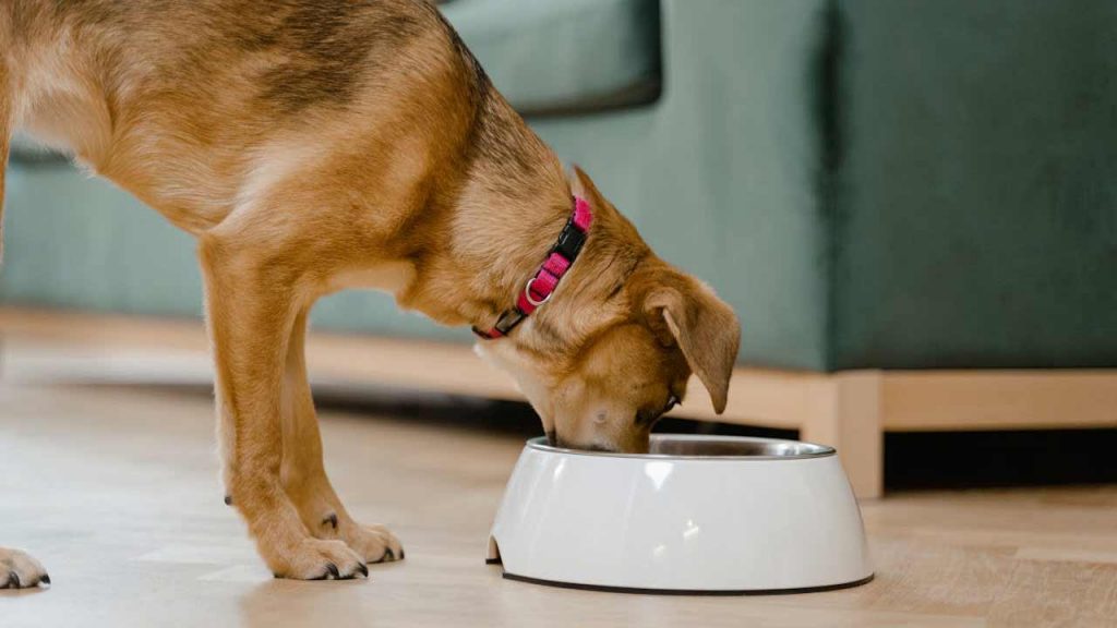 Cibo-per-cani-Foto-di-MART--PRODUCTION-da-Pexels-C4Comic.it