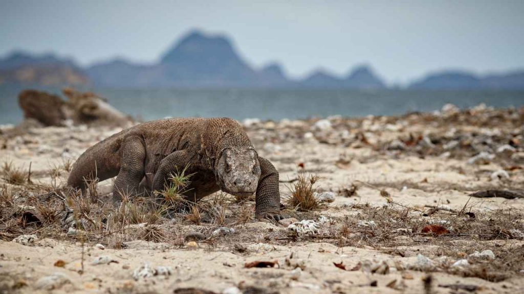 "Sembra un dinosauro, si è mangiata un bufalo intero": Ecco la lucertola più grande al mondo