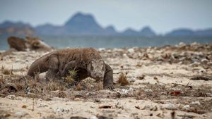 "Sembra un dinosauro, si è mangiata un bufalo intero": Ecco la lucertola più grande al mondo
