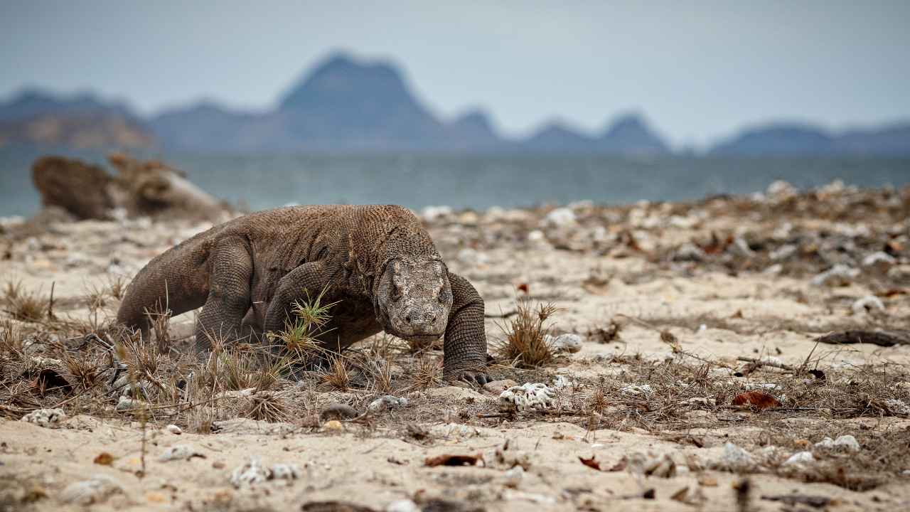 "Sembra un dinosauro, si è mangiata un bufalo intero": Ecco la lucertola più grande al mondo