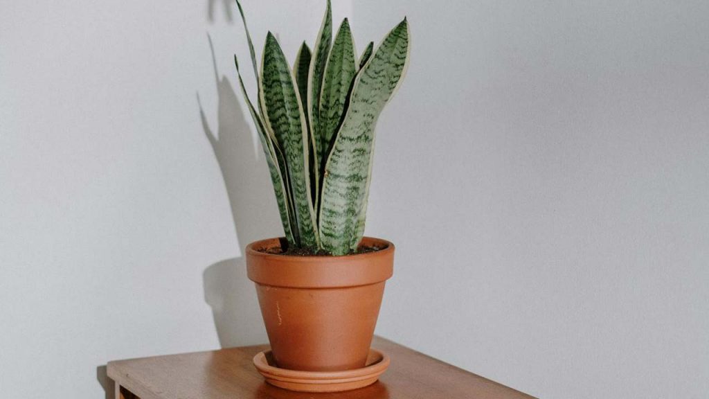 Sansevieria-Laurentii-Foto-di-cottonbro-studio-su-Pexels-C4Comic
