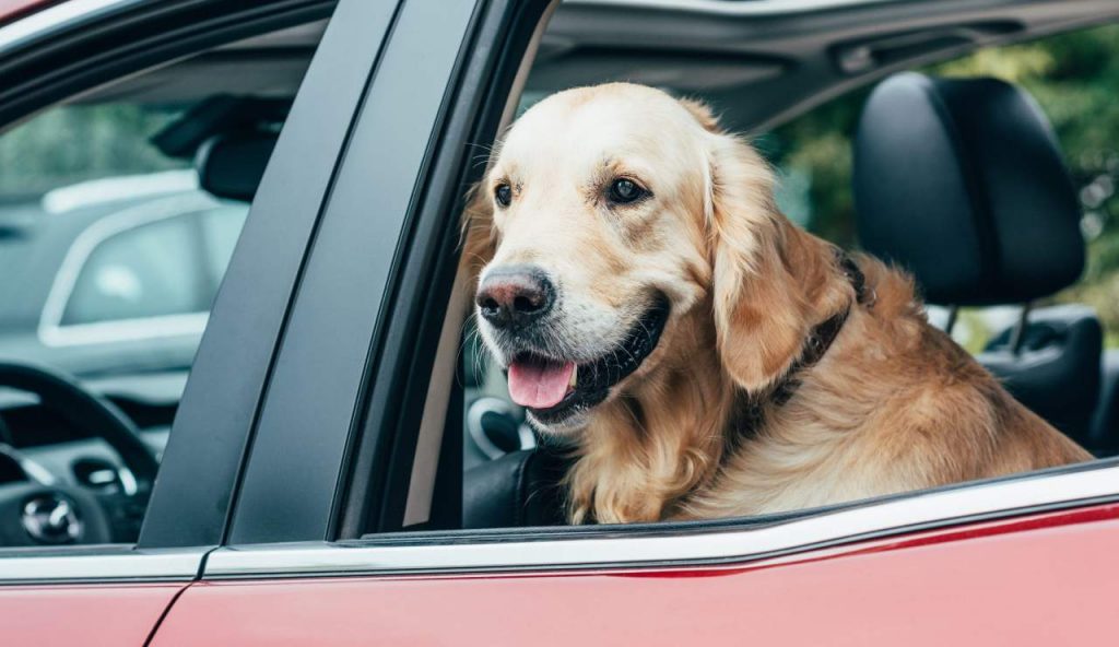 Il Codice della Strada regolarizza il trasporto dei cani in auto